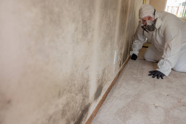 Best Emergency Mold Remediation  in Tracy City, TN